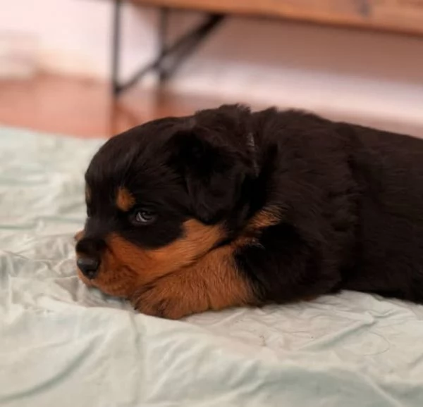 CUCCIOLI DI ROTTWEILER DI PURA RAZZA | Foto 2