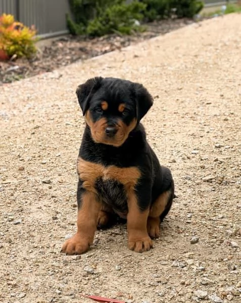 CUCCIOLI DI ROTTWEILER DI PURA RAZZA | Foto 1