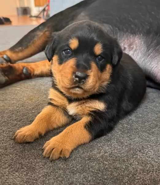 CUCCIOLI DI ROTTWEILER DI PURA RAZZA