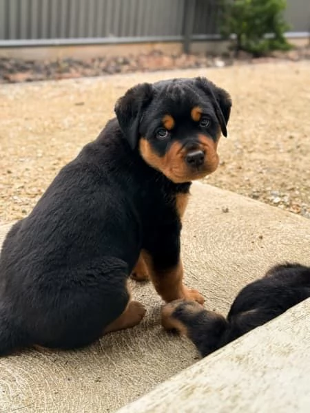 CUCCIOLI DI ROTTWEILER DI PURA RAZZA | Foto 0