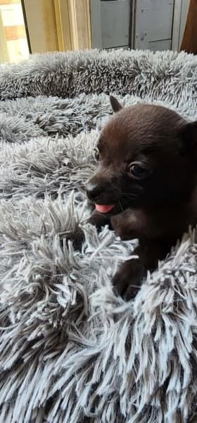 Tazza da tè chihuahua cucciolo di razza!. | Foto 2