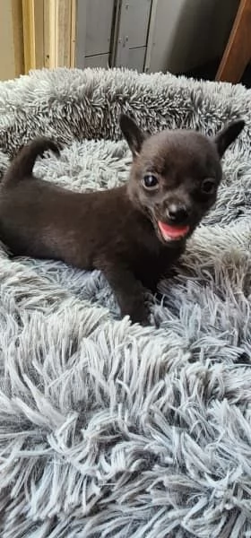 Tazza da tè chihuahua cucciolo di razza!. | Foto 1