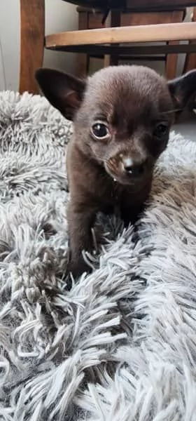 Tazza da tè chihuahua cucciolo di razza!.