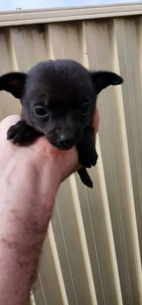 Tazza da tè chihuahua cucciolo di razza!. | Foto 0