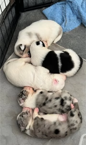 Cuccioli di Border Collie 