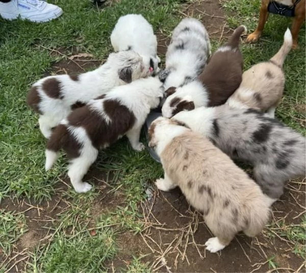 Cuccioli di Border Collie  | Foto 0