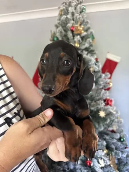 Cuccioli di bassotto in miniatura | Foto 2