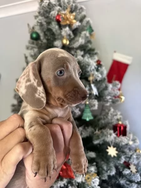 Cuccioli di bassotto in miniatura