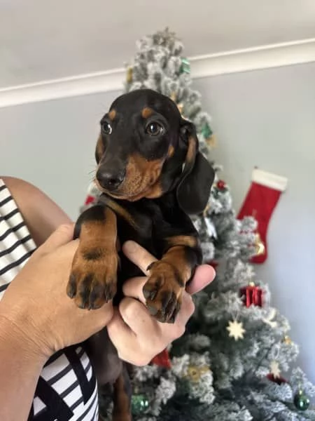 Cuccioli di bassotto in miniatura | Foto 1