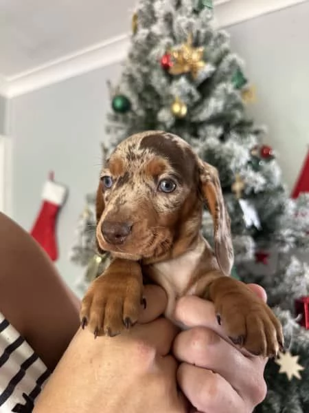 Cuccioli di bassotto in miniatura | Foto 0