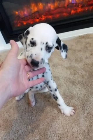 cuccioli di dalmata