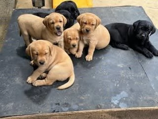 Cuccioli di razza Labrador