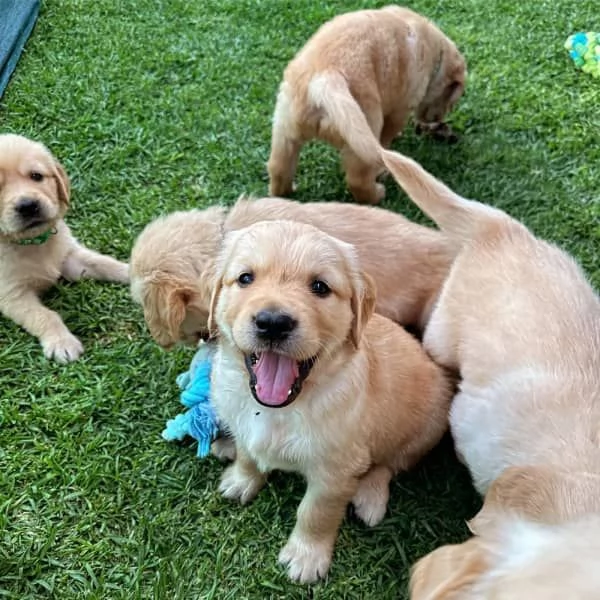 cuccioli di razza golden retriever | Foto 1