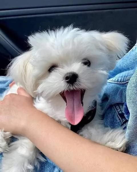 Cuccioli maltesi super adorabili della tazza da tè