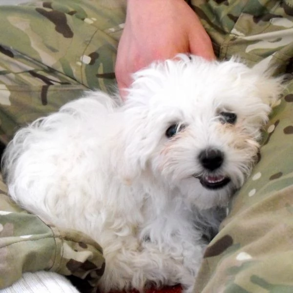 Cuccioli maltesi super adorabili