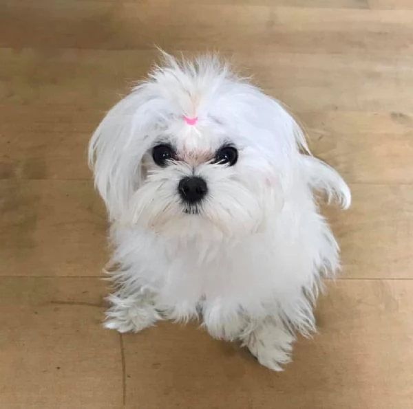 Cuccioli maltesi di razza inestimabile pronti per l'adozione!