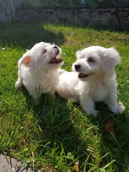Cuccioli maltesi maschi e femmine