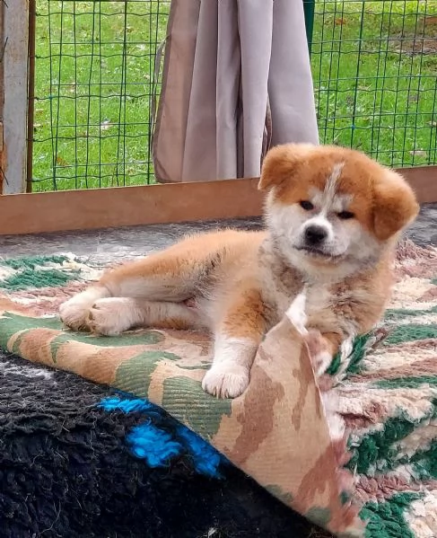 Cuccioli di Akita - Lombardia  | Foto 3