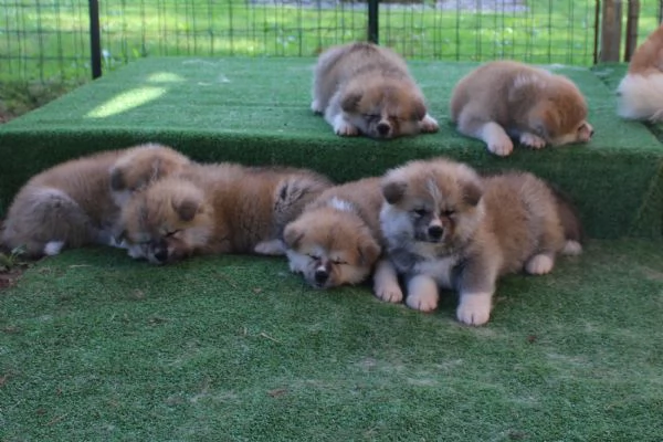 CUCCIOLI AKITA INU  | Foto 6