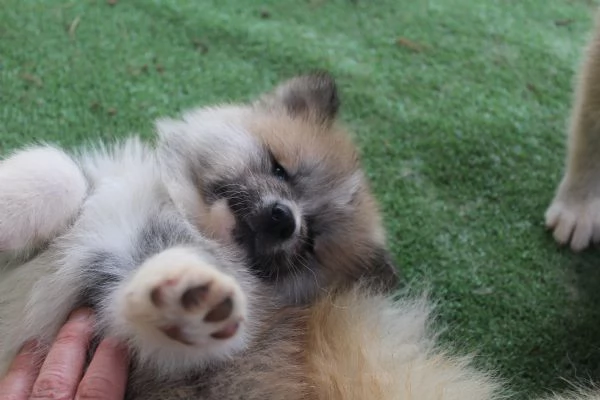 CUCCIOLI AKITA INU  | Foto 4