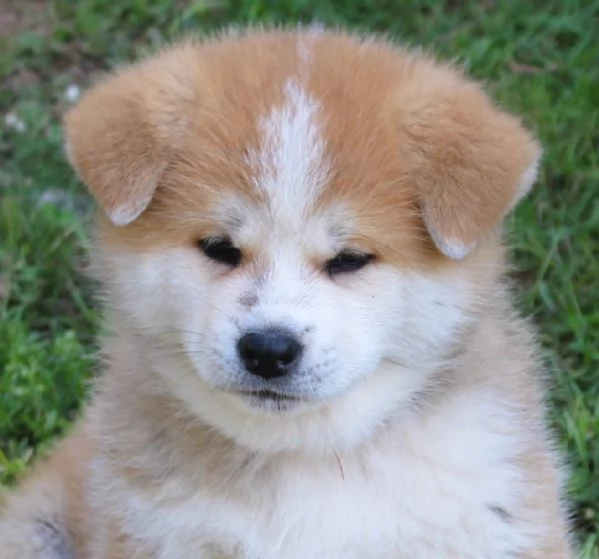 CUCCIOLI AKITA INU 