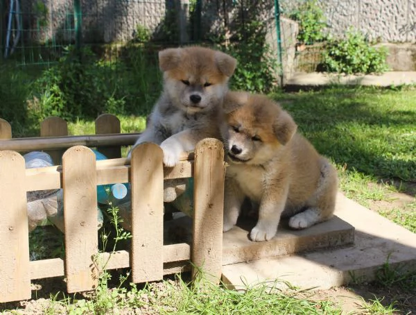 CUCCIOLI AKITA INU  | Foto 3