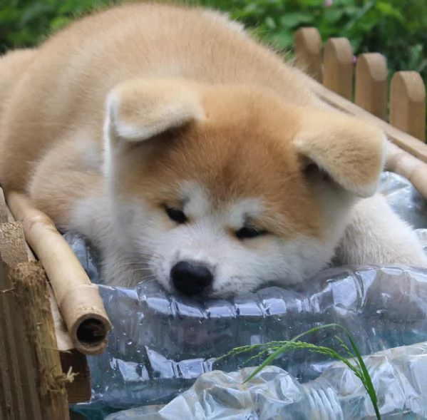 CUCCIOLI AKITA INU  | Foto 2