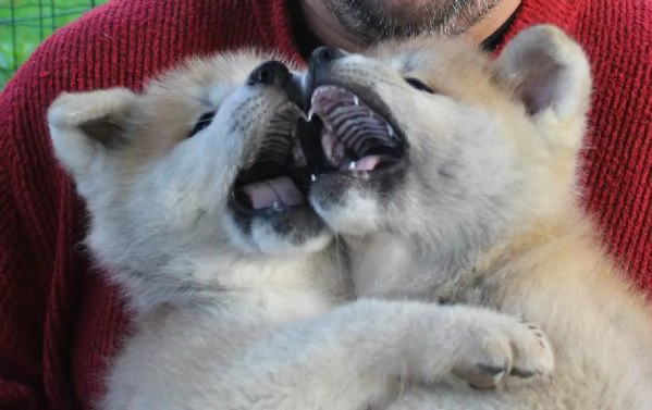 CUCCIOLI AKITA INU  | Foto 0