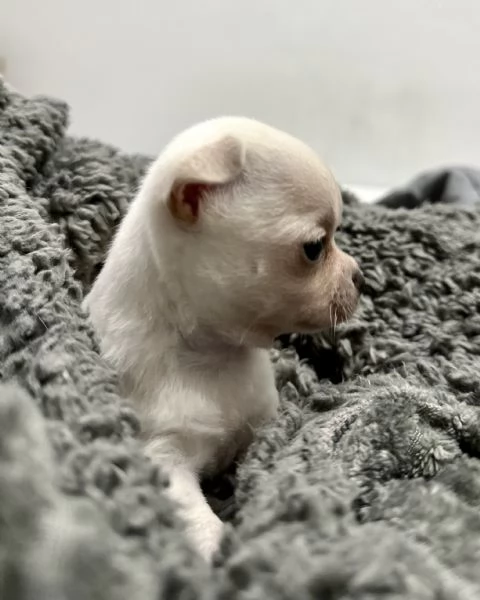 Cucciolo di Chihuahua 1 feminina 500 1 maschio 400 | Foto 2