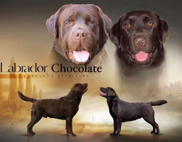 Disponibili cuccioli di Labrador Retriver Chocolate dall'8 Febbraio 2024