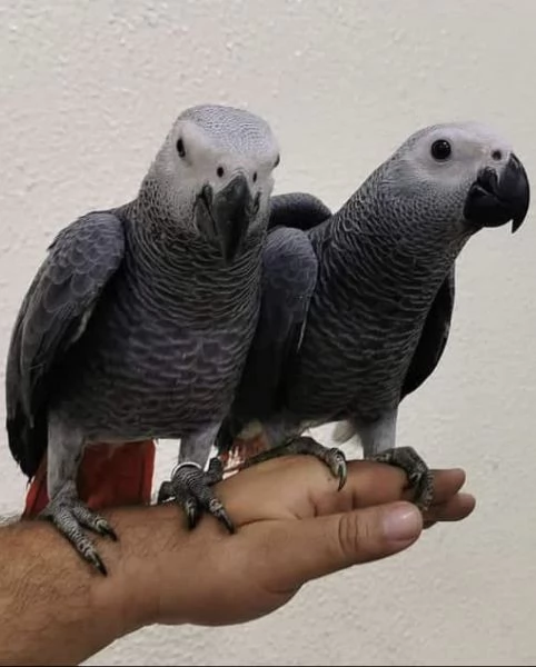 Amorosi pappagalli grigi africani | Foto 3