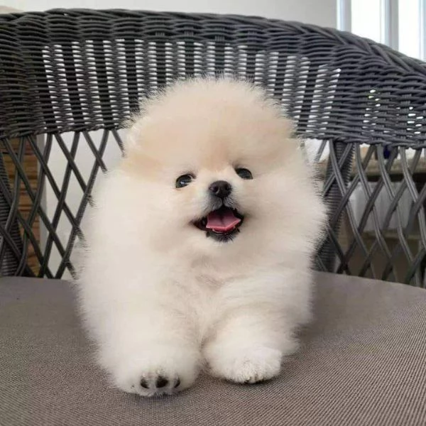 Cuccioli di Pomerania 