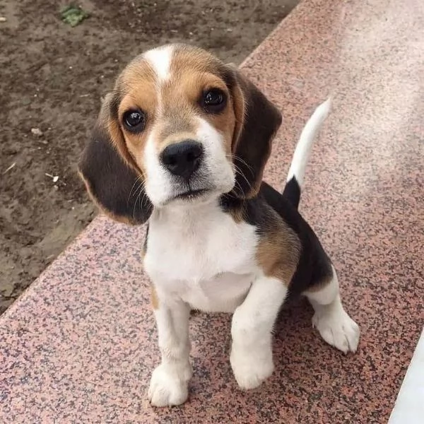Regalo di Natale cuccioli di beagle whAtsapp (0039 353 317 4023 ) | Foto 2