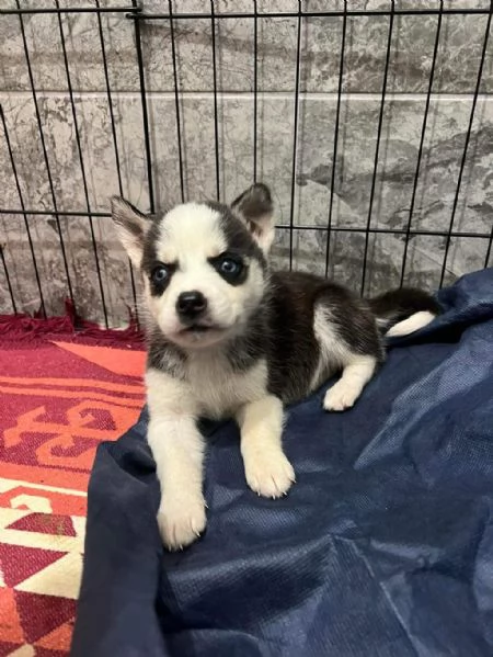 Regalo di Natale Cuccioli di Husky whAtsapp (0039 353 317 4023 ) | Foto 1