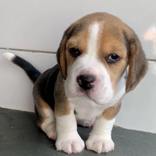 cuccioli di beagle | Foto 0