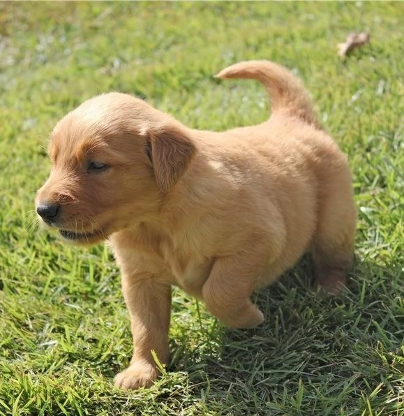 Cuccioli di golden retriever con documenti | Foto 1