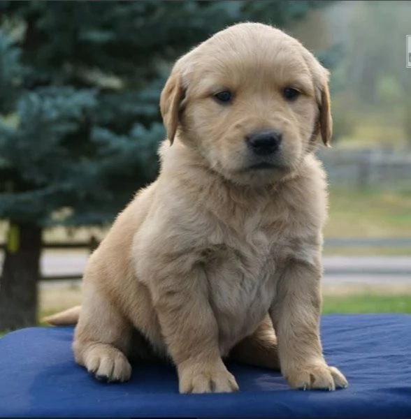 Cuccioli di golden retriever con documenti | Foto 0