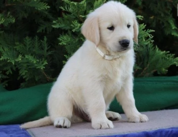 Cuccioli di golden retriever con documenti