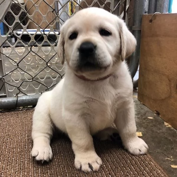 Cuccioli di Labrador | Foto 0