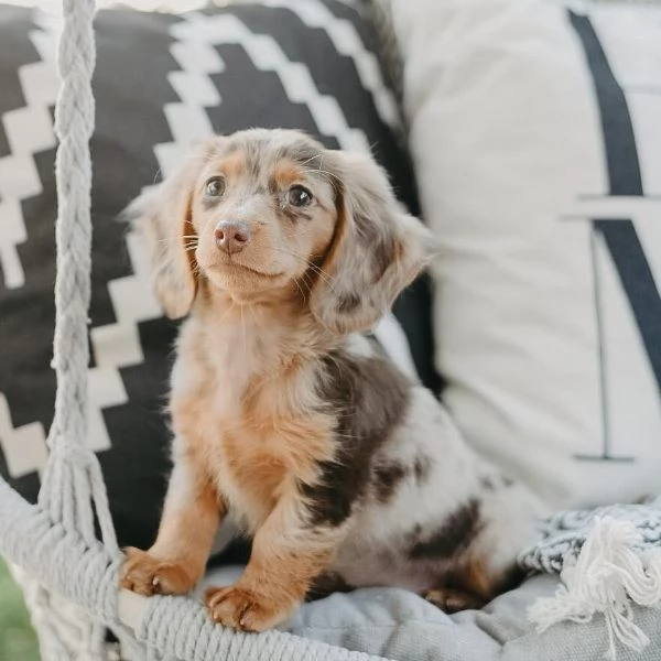 Cuccioli di bassotto.