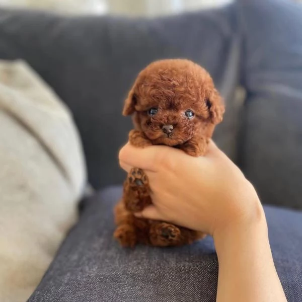 Cuccioli di barboncino di razza