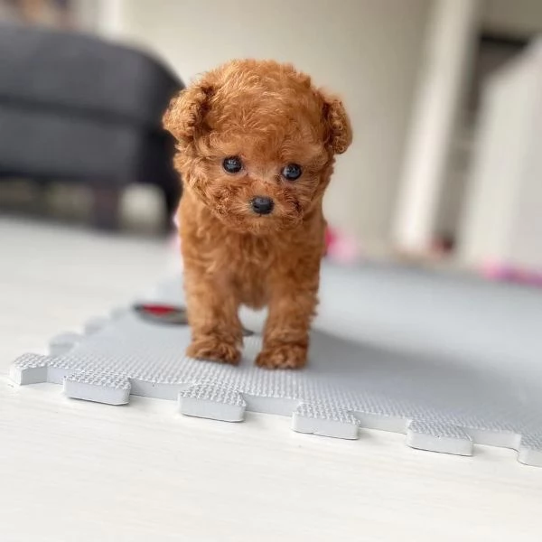 Cuccioli di barboncino di razza | Foto 0