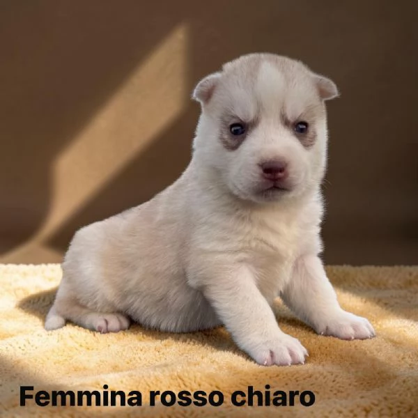 CUCCIOLA DI SIBERIAN HUSKY