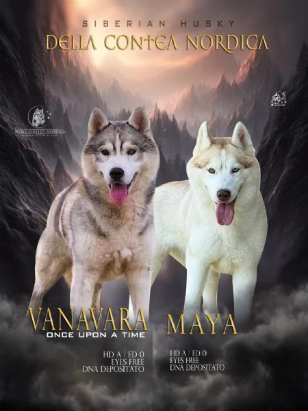 CUCCIOLA DI SIBERIAN HUSKY | Foto 0