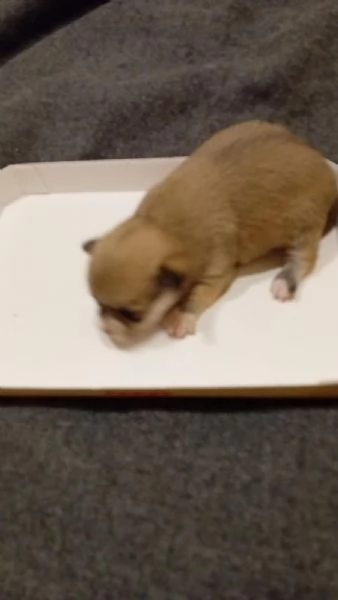 Chihuahua toy 