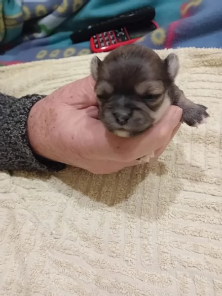 Chihuahua toy  | Foto 6