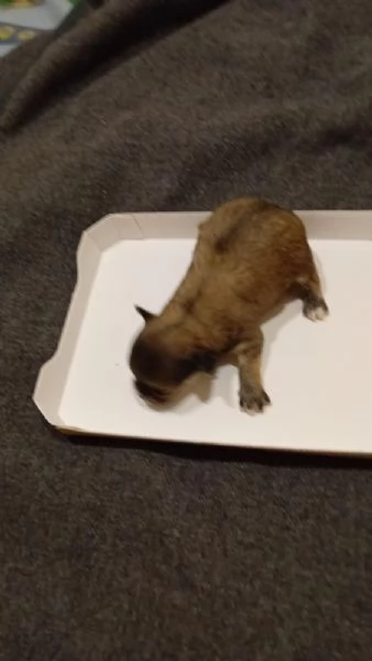 Chihuahua toy  | Foto 5