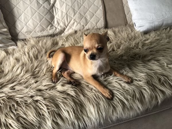 Chihuahua toy  | Foto 4