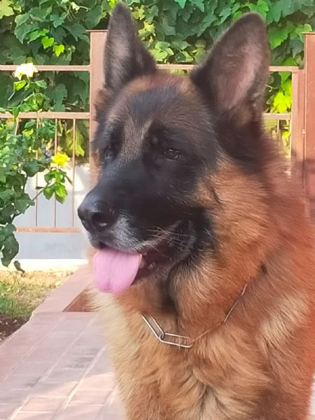 Pastore tedesco adulto | Foto 0