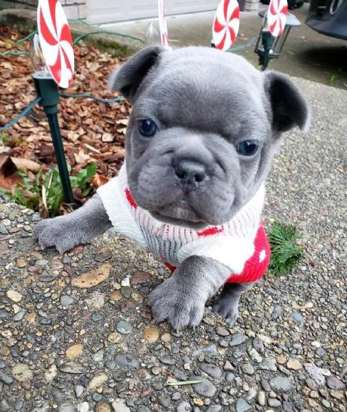 Regali di Natale Disponibili per i vostri cari | Foto 0